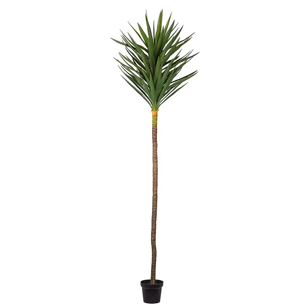 Mr Plant Yucca Træ 250 cm