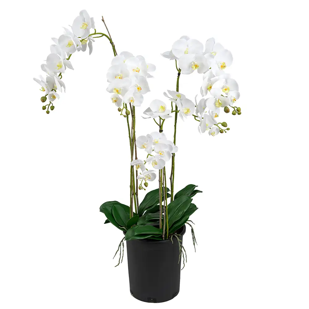 Mr Plant Phalaenopsis Orkide 130 cm Hvid