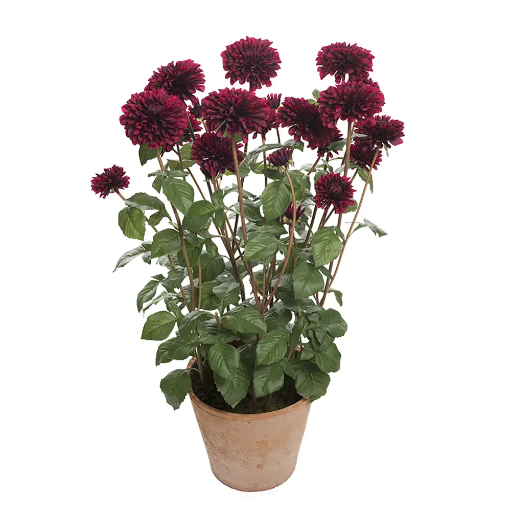 Mr Plant Dahlia Potteplante 100 cm Rød