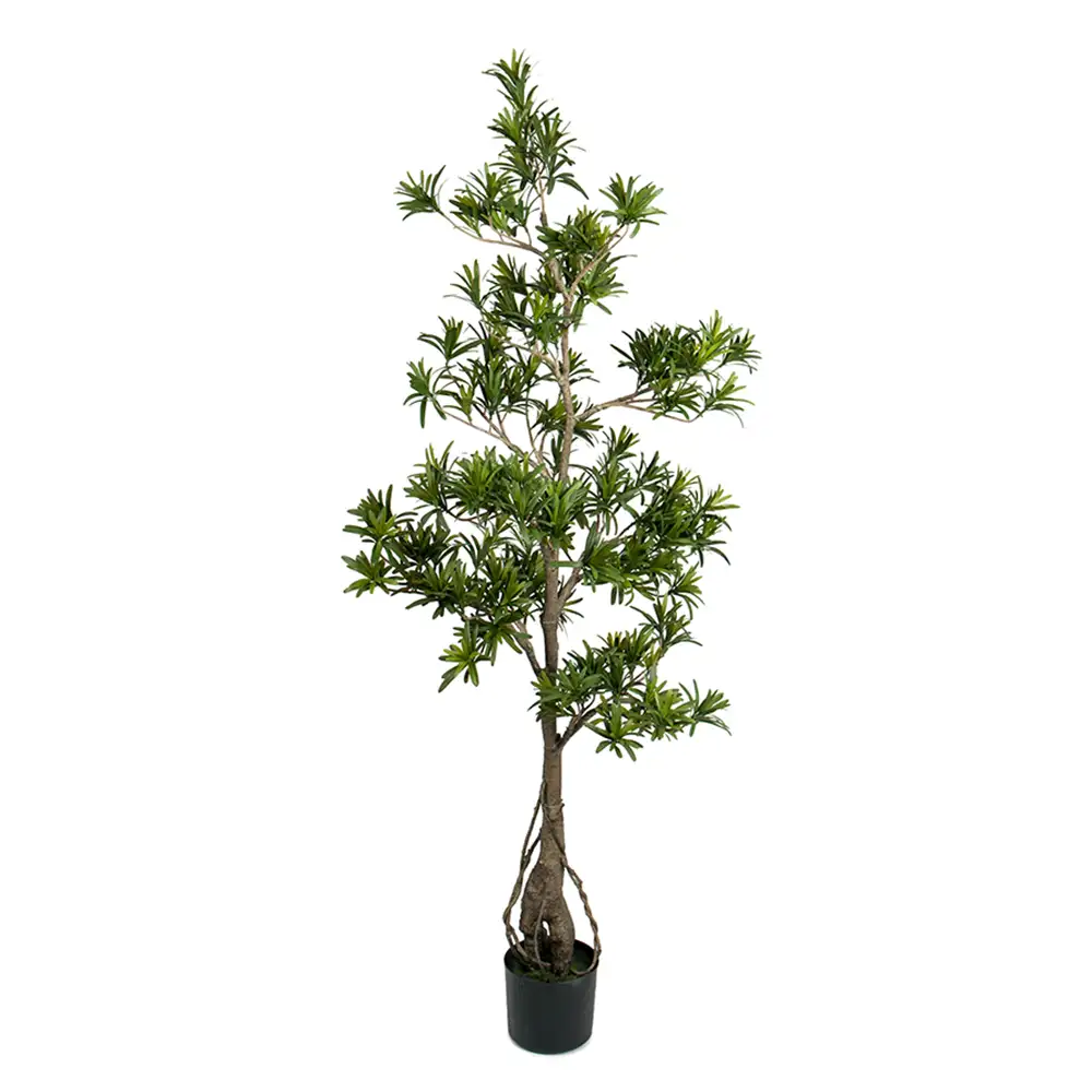 Podocarpus Træ 150 cm