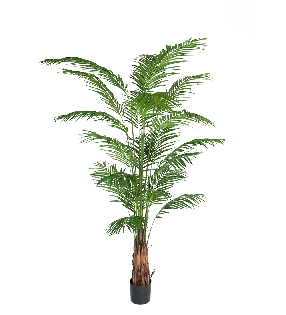 Mr Plant Arekapalme 240 cm