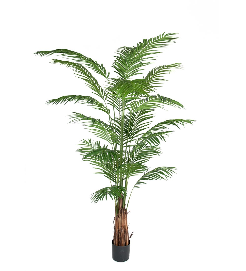 Mr Plant, Arekapalme 240 cm
