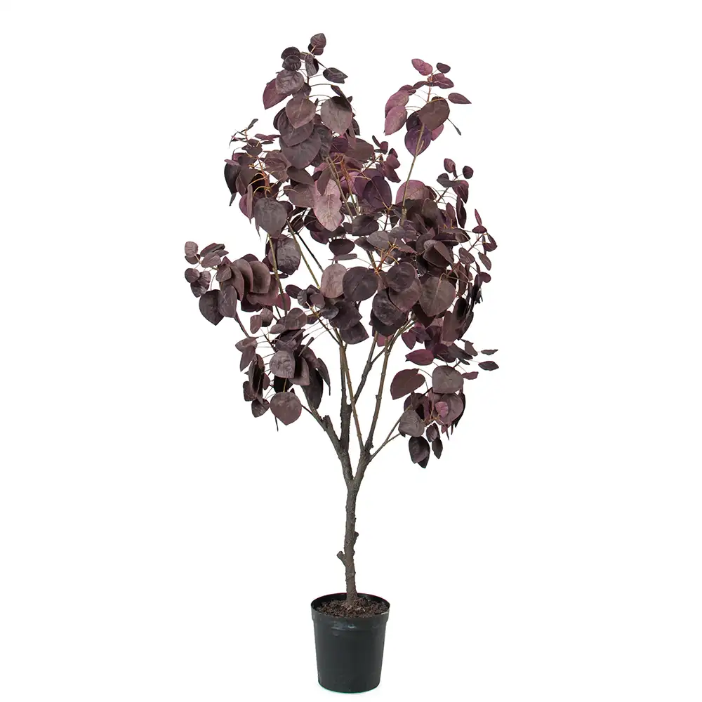 Cotinus Træ 140 cm
