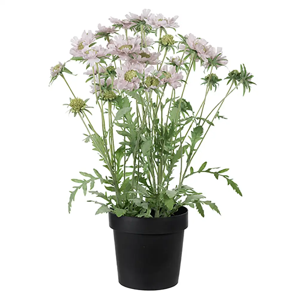 Mr Plant, Skabiose Potteplante 70 cm Lyserød