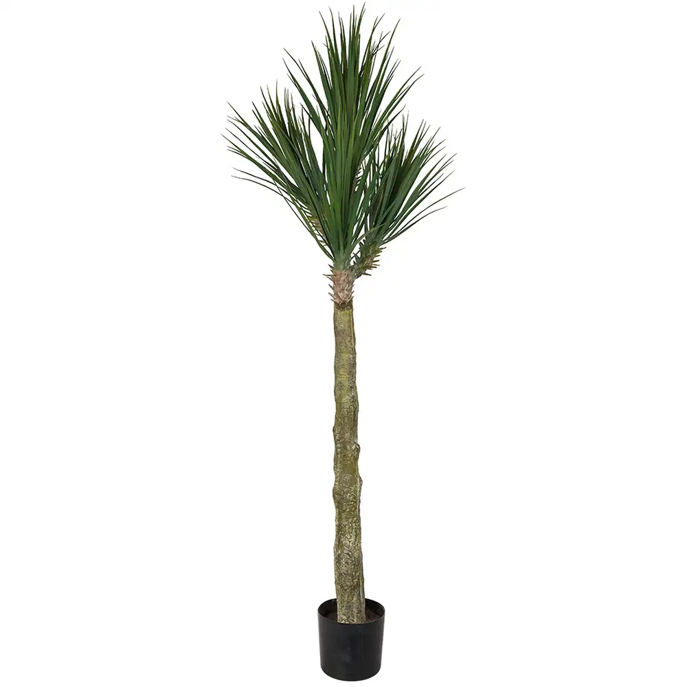 Mr Plant Yucca Rostrata Træ 180 cm