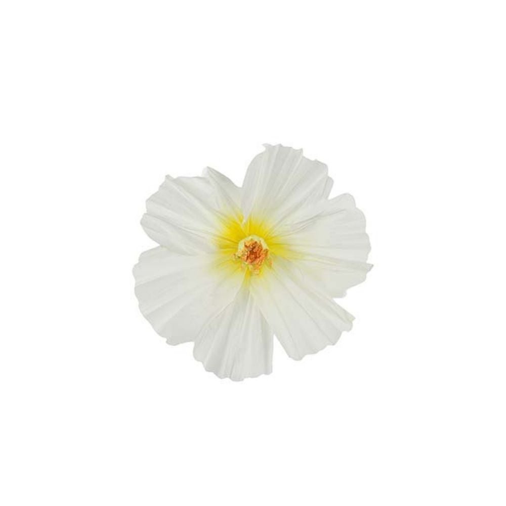 Blomst Lykke væg White