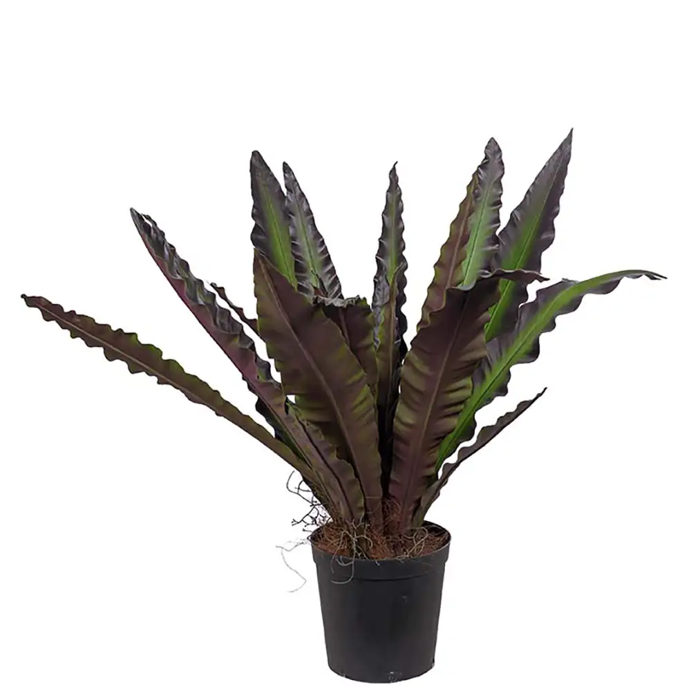 Mr Plant, Asplenium Træ 90 cm