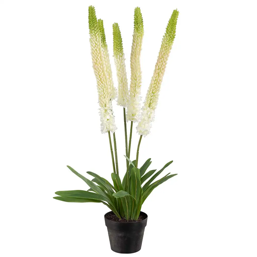 Steppe Lilje Potteplante 95 cm Hvid