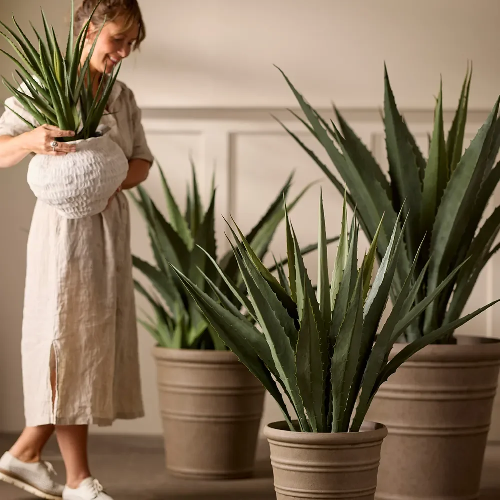 Aloe Krukkeplante 55 cm