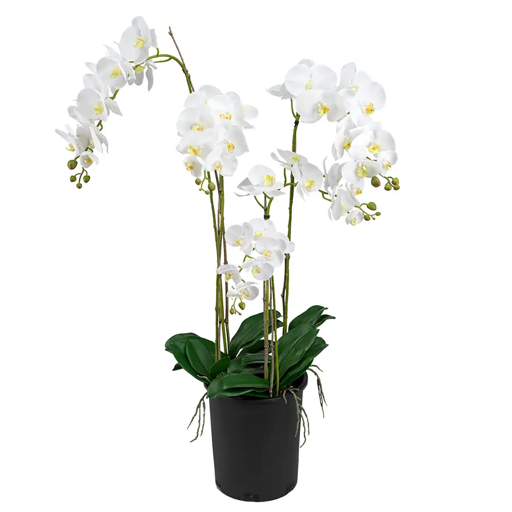 Phalaenopsis Orkide 130 cm Hvid