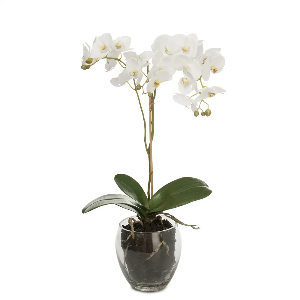 Mr Plant, Phalaenopsis Orkide 65 cm Hvid