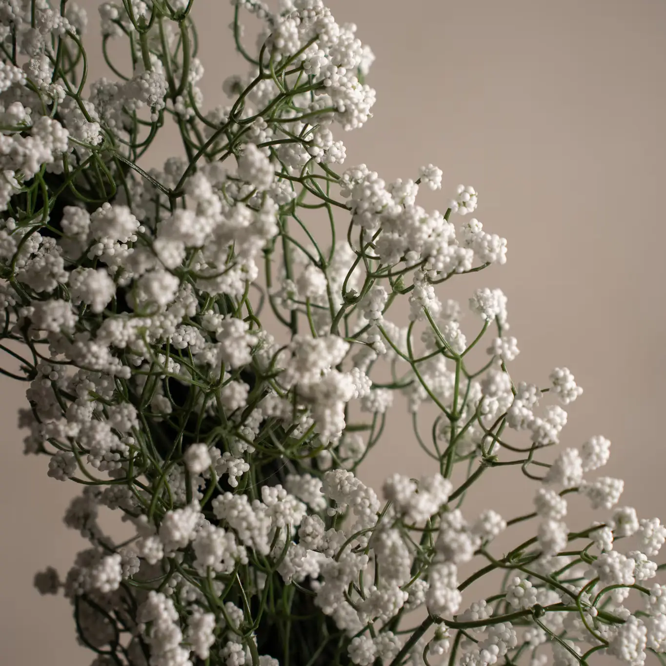 Brudeslørkrans hvid