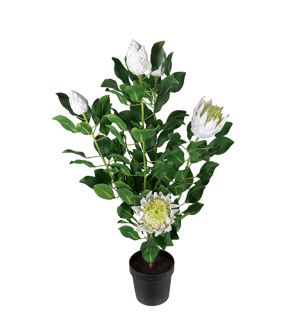 Mr Plant Protea Potteplante 120 cm Hvid