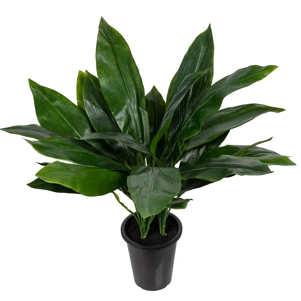 Mr Plant, Aspidistra Potteplante 75 cm