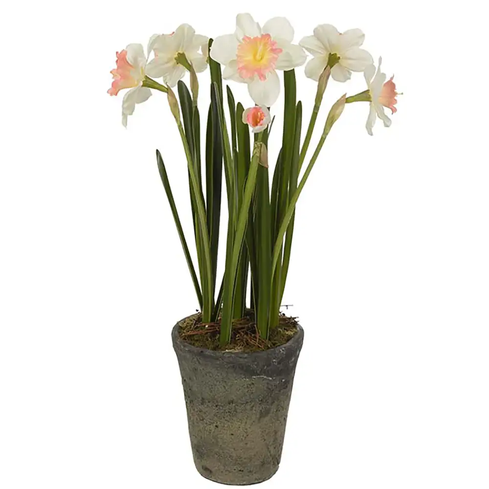 Mr Plant Narciss Potteplante 55 cm Rosa