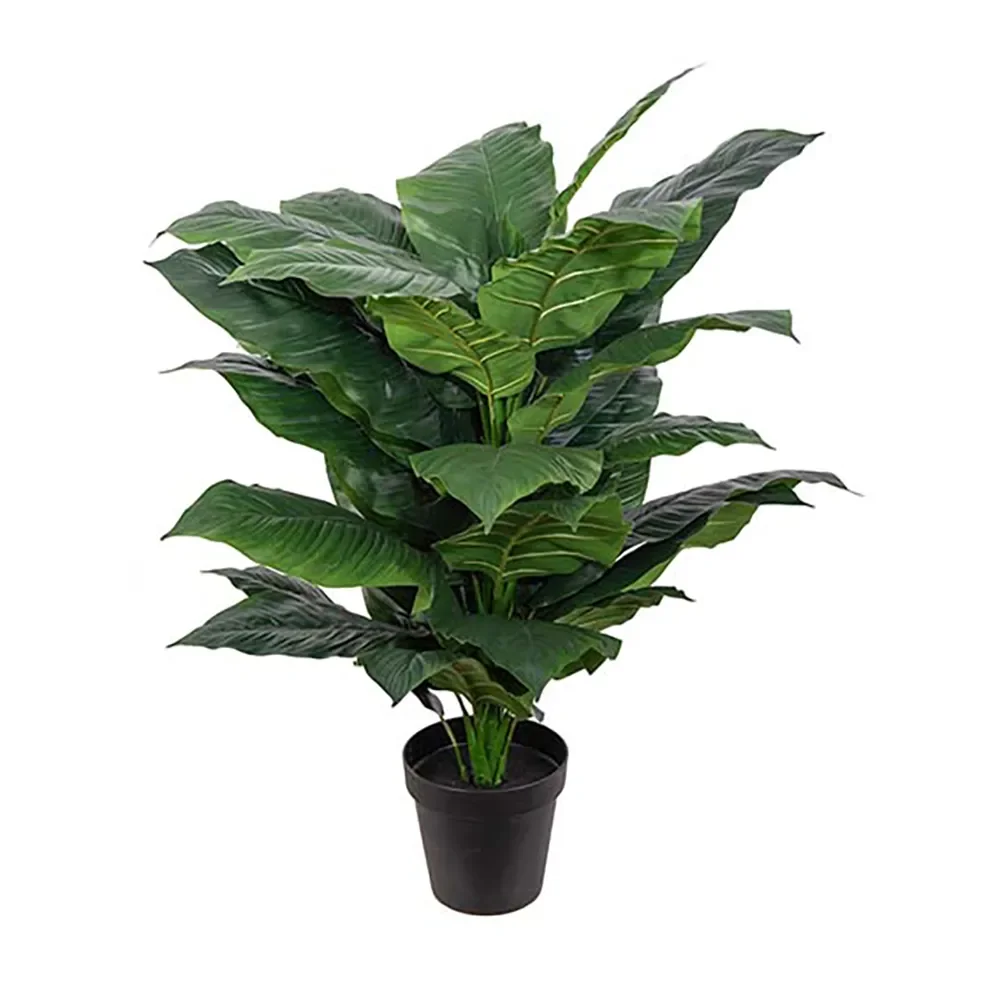  Spathiphyllum træ 120 cm