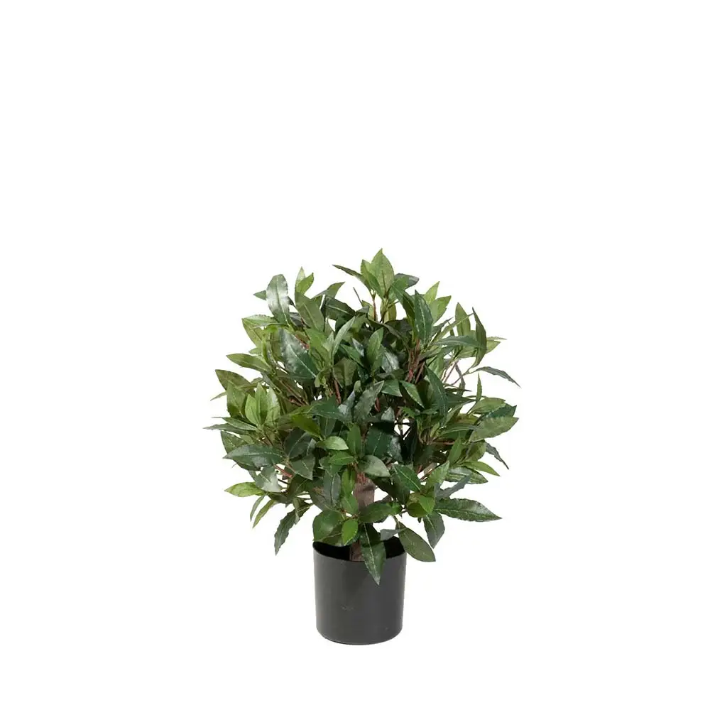 Mr Plant, Lagerbladstræ 50 cm