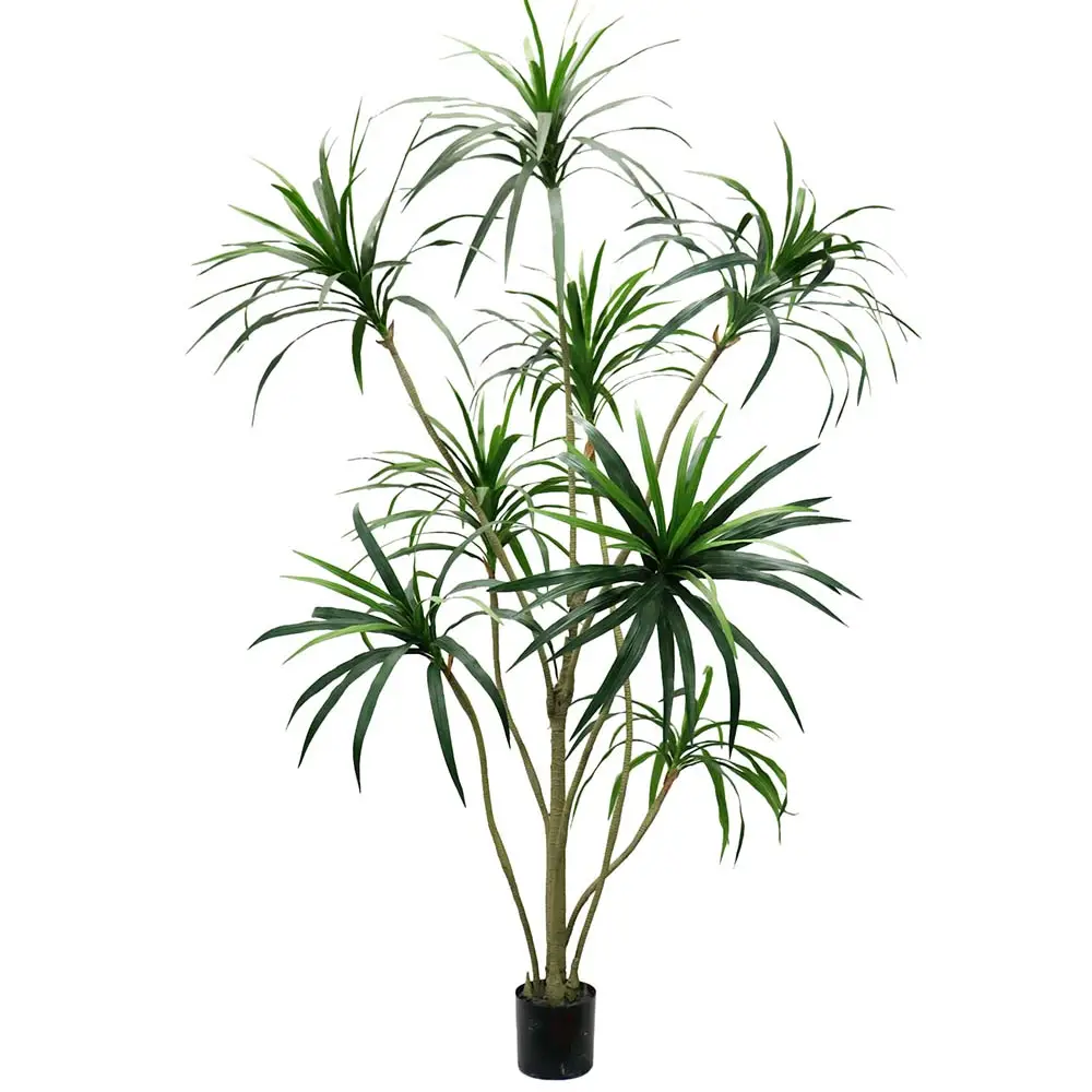 Mr Plant, Dracena Palm 240 cm