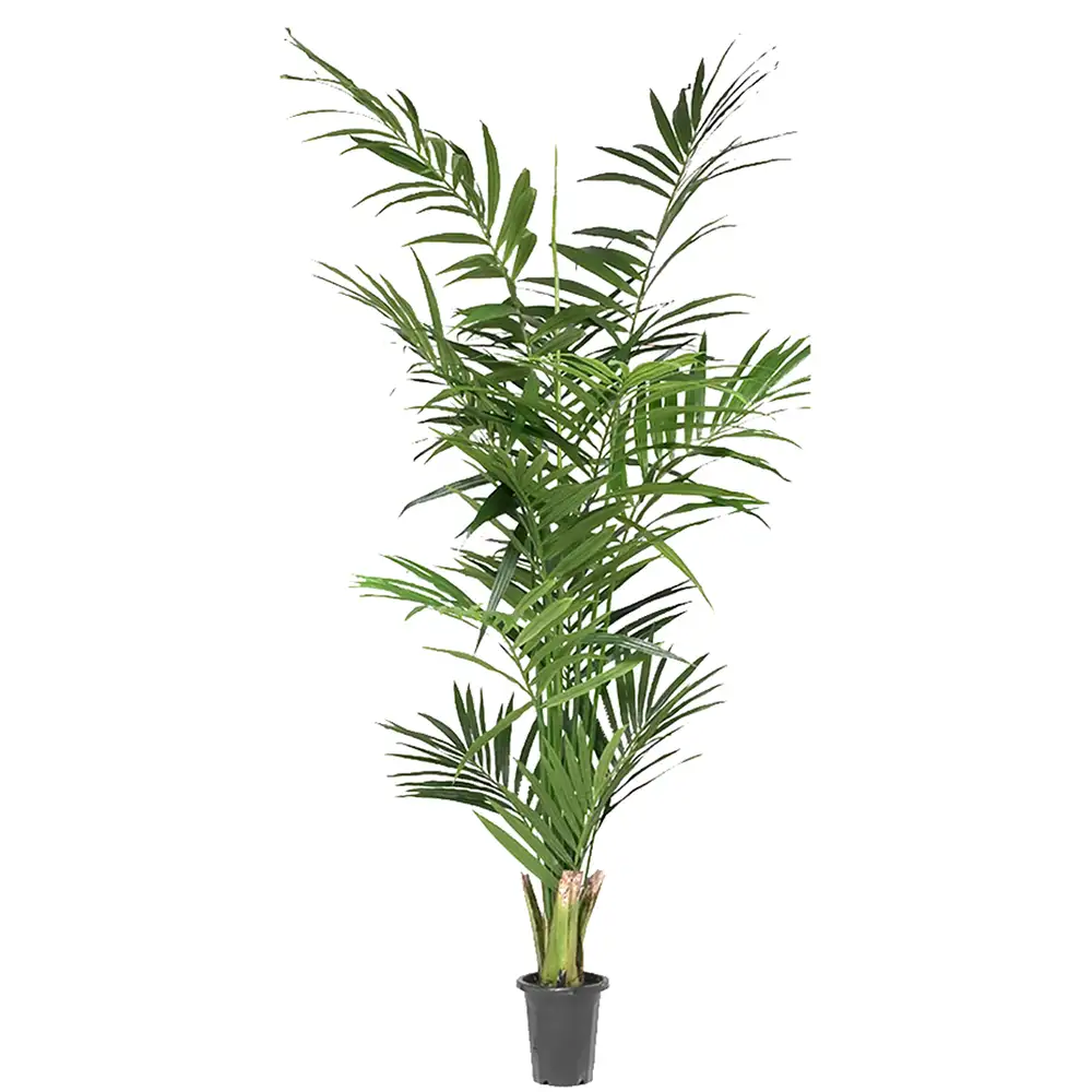 Mr Plant, Kentiapalme 210 cm