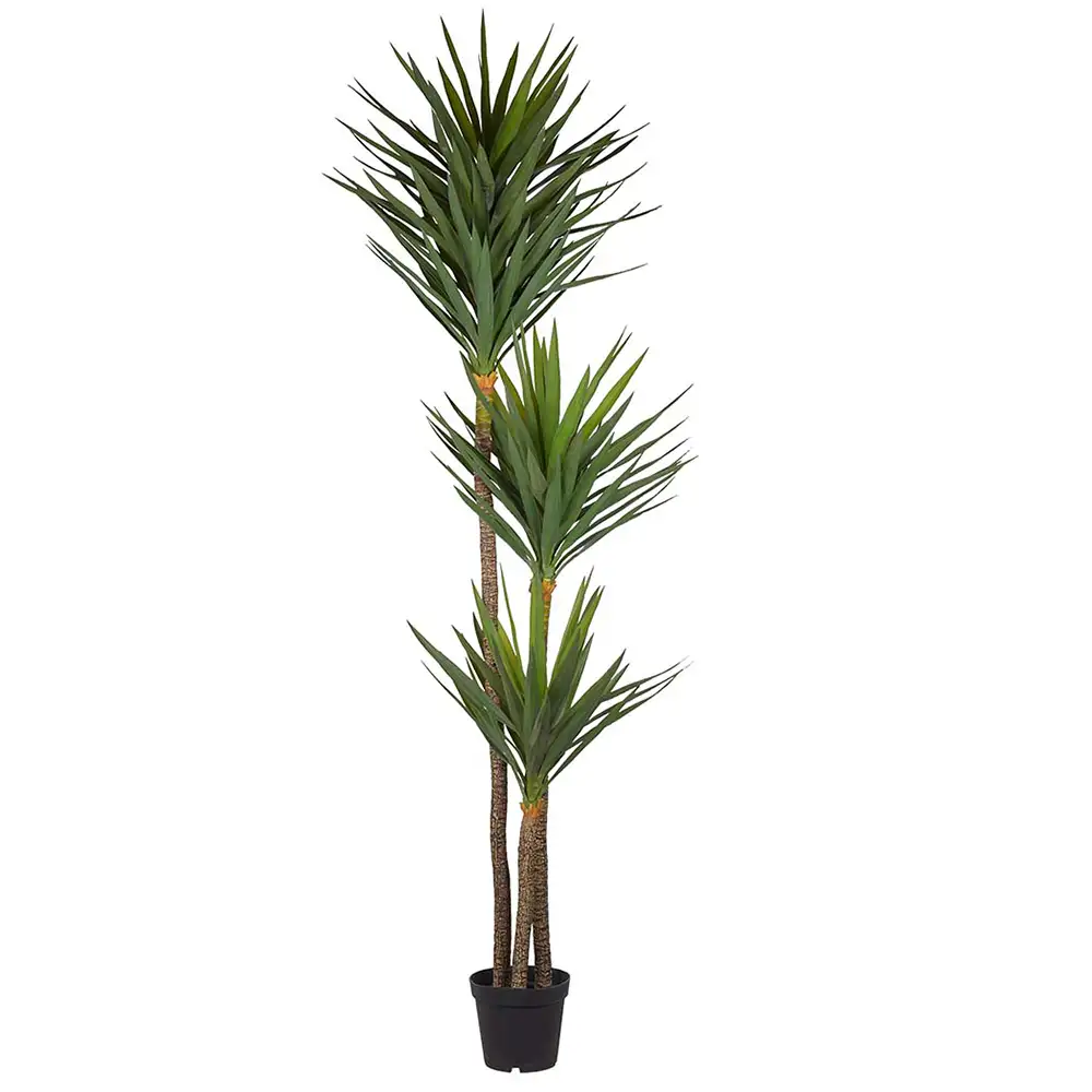 Yucca Træ 250 cm