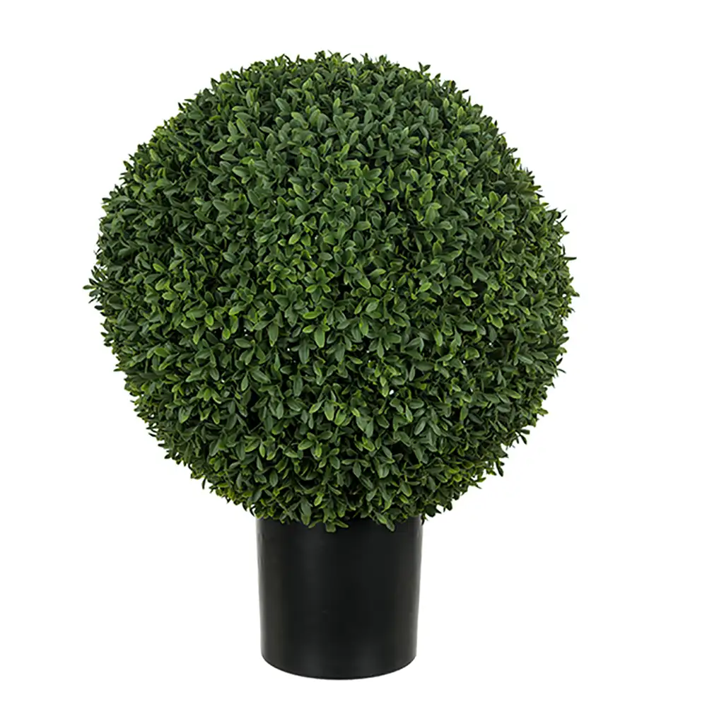 Mr Plant, Buxbom i potte 40 cm