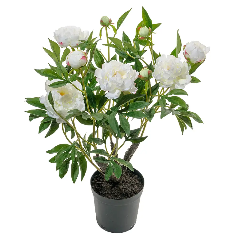 Mr Plant Pæon Potteplante 80 cm Hvid