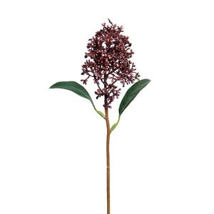  Skimmia 30 cm snitblomst