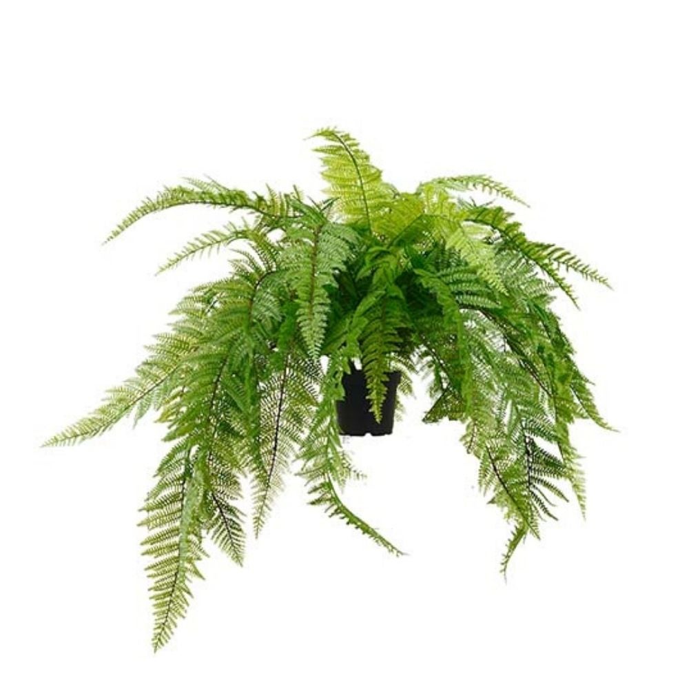 Mr Plant, Bregne Grøn 45 cm