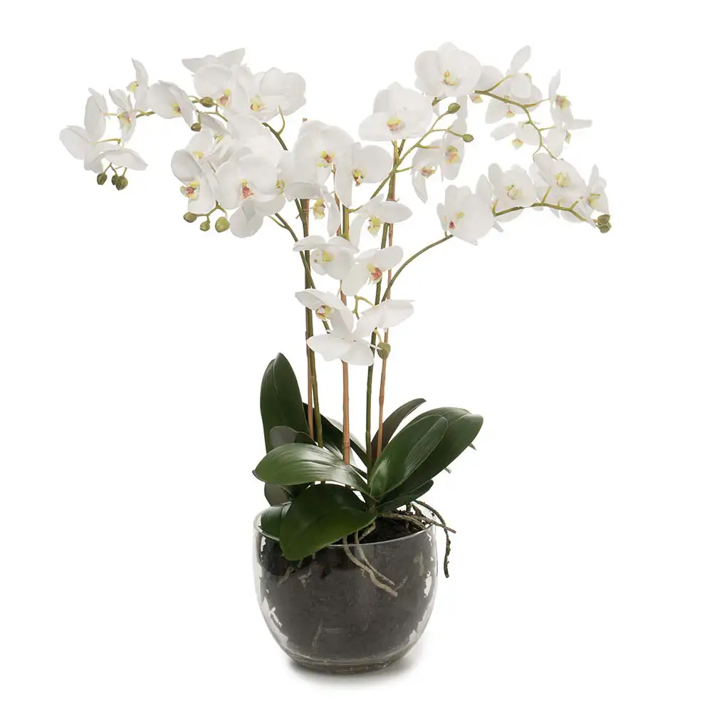 Phalaenopsis Orkide 70 cm Hvid